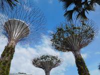 Supertrees im Gardens by the Bay - Singapur