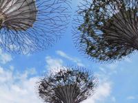 Supertrees in Singapur