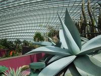 Gardens by the Bay Singapur