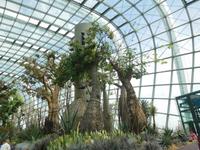 Gardens by the Bay Singapur