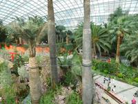 Gewächshaus Gardens by the Bay Singapur