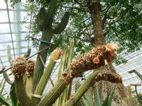 Kaktus - Gardens by the Bay Singapur