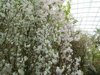 Kirschblüte in Gardens by the Bay Singapur