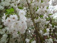 Kirschblüte in Gardens by the Bay Singapur