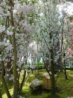 Kirschblüte in Gardens by the Bay Singapur