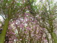 Kirschblüte in Gardens by the Bay Singapur