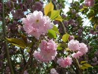 Kirschblüte in Gardens by the Bay Singapur
