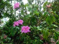 Gardens by the Bay Singapur