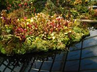 Gardens by the Bay Singapur