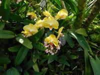 Orchidee - Gardens by the Bay