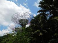 Supertrees Singapur