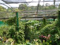 Schmetterlingspark in Kuala Lumpur