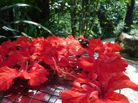 Schmetterlings-Fütterung