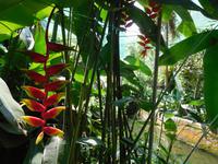 Schmetterlingspark in Kuala Lumpur