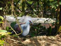 im Vogelpark Kuala Lumpur