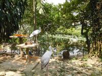 im Vogelpark Kuala Lumpur