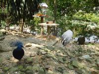 im Vogelpark Kuala Lumpur