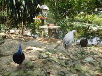 im Vogelpark Kuala Lumpur