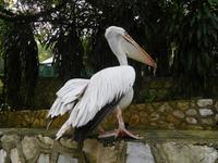 im Vogelpark Kuala Lumpur
