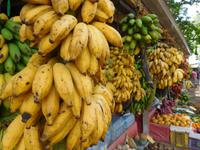Bunte Bananen auf Sri Lanka