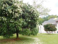 Kandy - Zahntempel - Sri Lanka