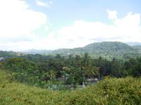 Wälder von Sri Lanka