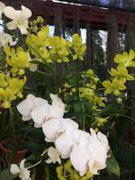 Botanischer Garten Sri Lanka