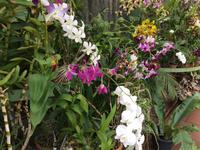 Botanischer Garten Sri Lanka