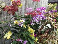 Botanischer Garten Sri Lanka