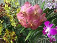 Botanischer Garten Sri Lanka