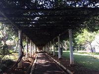 Botanischer Garten Sri Lanka