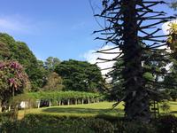 Botanischer Garten Sri Lanka