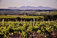 087 Cava-Sektkellerei Vilarnau mit Monserat