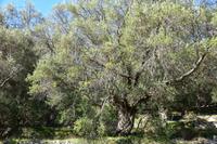 237 Insel Korfu, Olivenbäume