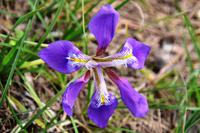 272 Olympia, Frühjahrsblüher