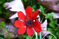 274 Olympia, Frühjahrsblüher