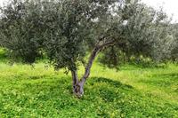 340 Insel Kreta, Olivenbaum