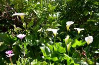 345 Insel Kreta, Archanes