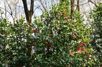 469 Locarno, Kameliengarten