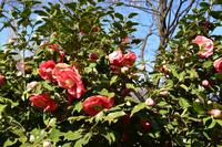 470 Locarno, Kameliengarten