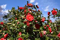 471 Locarno, Kameliengarten