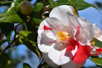 473 Locarno, Kameliengarten