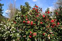 474 Locarno, Kameliengarten