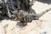 Am Karibikstrand von Tulum