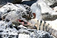 Echsen am Strand von Tulum