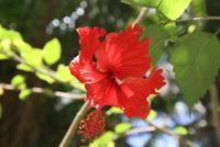 Hibiskusblüte