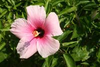 Hibiskusblüte