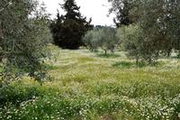 279 Magna Grecia