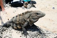 Echse am Strand von Tulum