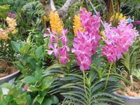 Orchid Garden Singapur